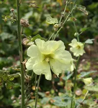 Russian Hollyhock