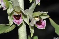 Epipactis condensata (Epipactis condensata) plant
