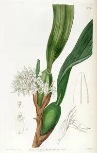 crowded maxillaria