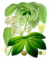 Manihot carthagenensis