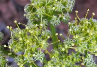 woollyfruit desertparsley