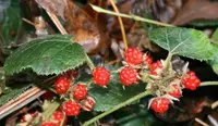 Rubus buergeri (Rubus buergeri) plant