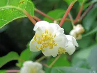 silver vine