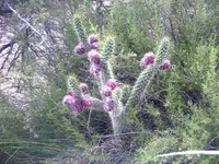 Austrocylindropuntia shaferi