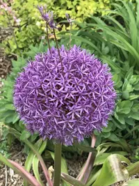 Giant Allium