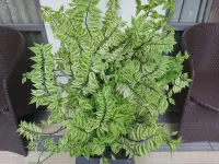 Euphorbia tithymaloides
