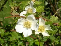 delicious raspberry (Rubus deliciosus) plant
