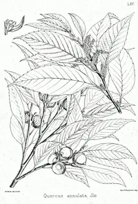 ring-cup oak
