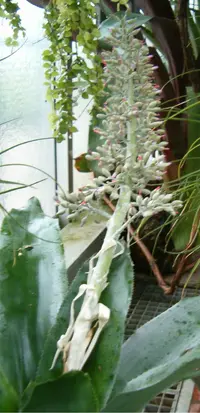 Aechmea mexicana (Aechmea mexicana) plant