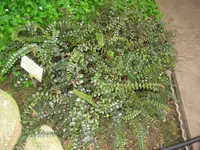 button fern (Hemionitis rotundifolia) plant