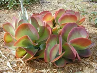 Flapjacks plant