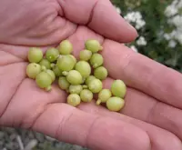greater sea-kale