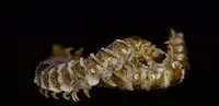 Arthrophaga myriapodina