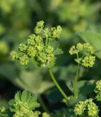 hairy lady's mantle