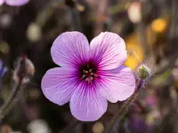 Madeira Cranesbill