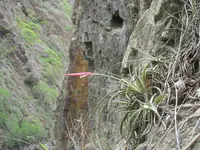 Tillandsia lorentziana
