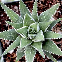 Haworthia (Haworthia 'Big Band') plant