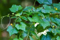 Guadeloupe cucumber