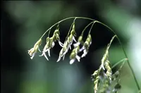 California sweet grass