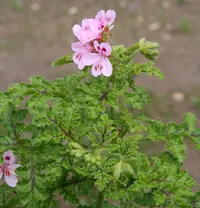 balm-scented pelargonium (Pelargonium glutinosum) plant
