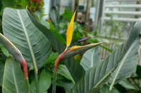 Strelitzia nicolai flower