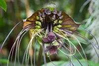 Black bat flower