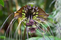Black bat flower