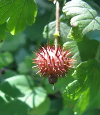 eastern prickly gooseberry