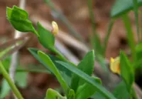 Zornia gibbosa (Zornia gibbosa) plant