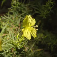 shale barren evening primrose (Oenothera argillicola) plant