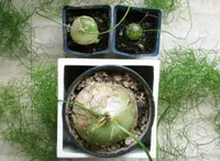 Sea Onion