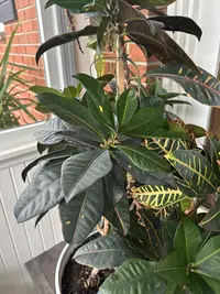 Garden croton photo by a Botan App user