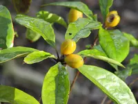 Rough-fruited Pittosporum