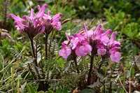 Pink Lousewort (Pedicularis rosea) plant
