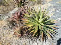 Agave kerchovei