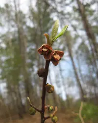 smallflower pawpaw
