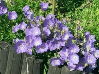 Carpathian bellflower