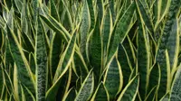 Snake plant (Dracaena trifasciata) plant