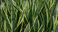 Snake plant (Dracaena trifasciata) plant