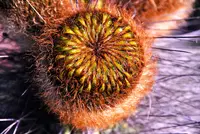 Eulychnia acida