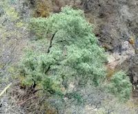 Big-cone Pinyon