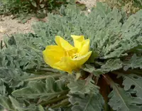 desert evening primrose (Oenothera primiveris) plant