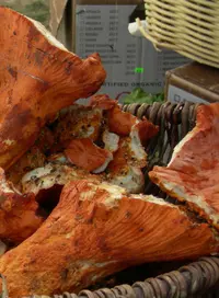 lobster mushroom