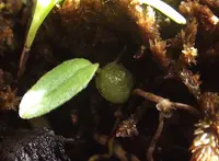 Pygmy tree orchid