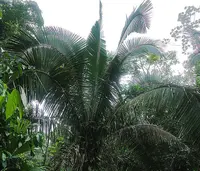 American oil palm