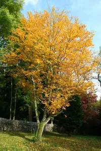 Alder-leaved Whitebeam