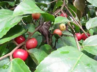 Indian plum