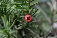 Japanese Yew (Taxus cuspidata) plant