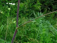 turnip-root chervil (Chaerophyllum bulbosum) plant