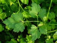 parsley